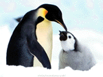 Luc Jacquet: Pingvinek vndorlsa